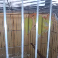 طوطی کوتوله برزیلی.نژاد اوپال کله نارنجی|پرنده|اصفهان, آبشار|دیوار