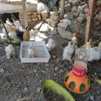 جوجه برهما و ابریشمی