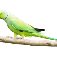 طوطی ملنگو