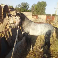 اسب|اسب و تجهیزات اسب‌سواری|تهران, آبشار|دیوار