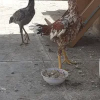فروش مرغ و خروس