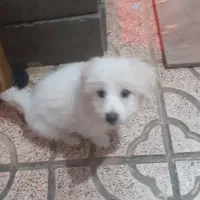 جفت نر و ماده نژاد اشپیتز|سگ|وحیدیه, |دیوار