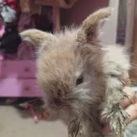 فروش لوپ اصل به قیمت چهارصد