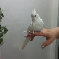 عروس هنلدی آلبینیو چشم شرابی