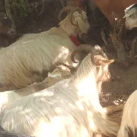 فروش بز محلی|حیوانات مزرعه|توتکابن, |دیوار