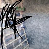 پرنده|پرنده|کارزان, |دیوار