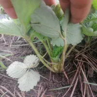 نهال توت فرنگی سابرینا نی 20ت|عمده‌فروشی|دلند, |دیوار