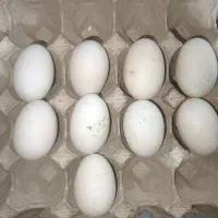 تخم مرغ اردک|حیوانات مزرعه|زاهدان, |دیوار