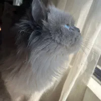 هیمالین چشم ابی