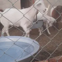 فروش ۴ راس کره ماده سانن ۱۰ ماه آبستن|حیوانات مزرعه|شهر بابک, |دیوار