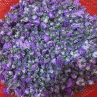 غنچه گل محمدی