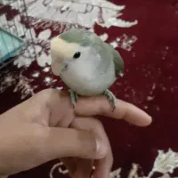 طوطی برزیلی دستی فول به شرط سالم