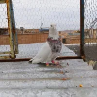 کفتر طوقی هفترنگ