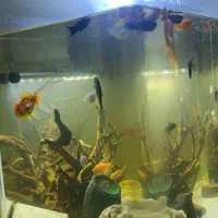 آکواریوم ماهی تسویه پمپ بخاری چوب آبنوس مرجان