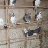 فروش کبوتر