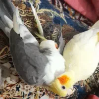 پرنده