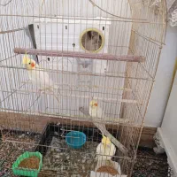 دو‌جفت عروس هلندی لوتینو|پرنده|بم, |دیوار