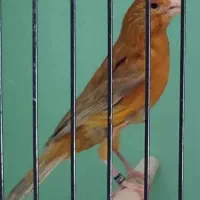 انواع نژاد قناری . بجنورد|پرنده|مشهد, شهید علی محمدی|دیوار