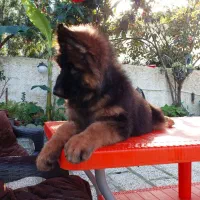 توله ژرمن شپرد ماده|سگ|تهران, اقدسیه|دیوار