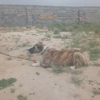 سگ نگهبان|سگ|قوچان, |دیوار