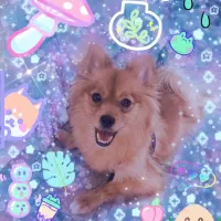 فروش دو سگ نر و ماده|سگ|شیراز, طلاب|دیوار