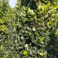 فروش یاس هلندی 2 متری|گل و گیاه طبیعی|رامسر, |دیوار