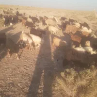 بزغاله نر ماده