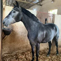 استخدام مهتر ماهر باشگاه سوارکاری