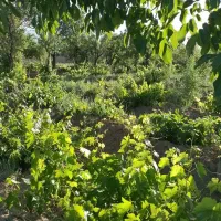 زمین-باغی-کشاورزی