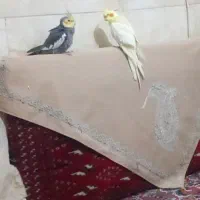 پرنده