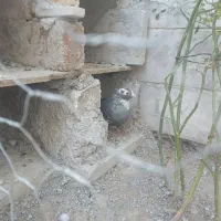 کبوتر|پرنده|گلپایگان, |دیوار