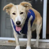 واگذاری رایگان سگ ۱ ساله|سگ|بابل, |دیوار