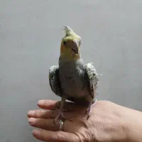 عروس هلندی3 ماه|پرنده|پاکدشت, پاکدشت (مامازند)|دیوار