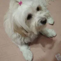 سگ خانگی|سگ|نجف‌آباد, کشاورز|دیوار