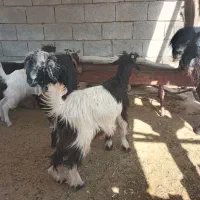 فروش کهره تخمی وبیگ ماده