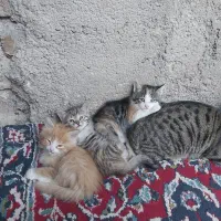 گربه پرشین