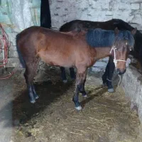 کره اسب ماده گمشده