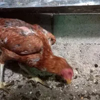 مرغ وخروس لاری