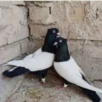 کفتر