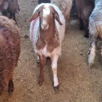 گوشت  گوسفند زنده.       بره نرینه و بزغاله نر