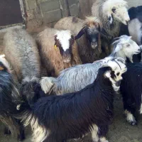 فروش گوسفند زنده کهره وبره|حیوانات مزرعه|شیراز, نصرآباد|دیوار