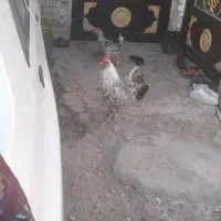 خروس|حیوانات مزرعه|اهواز, اهواز|دیوار
