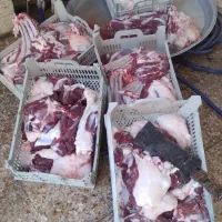 قصاب سیار هستم|خدمات پذیرایی، مراسم|دزفول, |دیوار