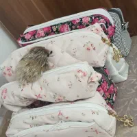 فروش جامدادی وکیف های پینترستی