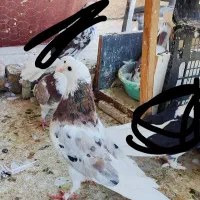 ماده هما سرور عروسک