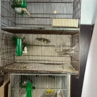 سهره ماده جوجه داده