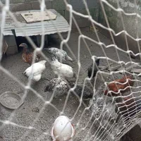 مرغ گلپایگان ۱۰ عدد