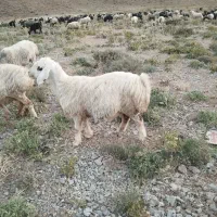 میش