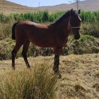 کره اسب دره شوری