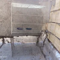دوعد قفس